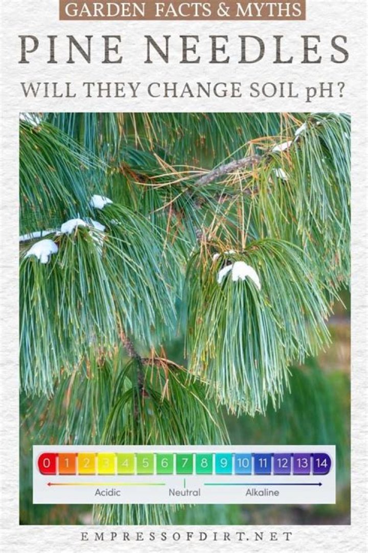 Are white pine needles acidic